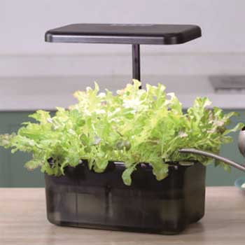Fill Light Smart Plant