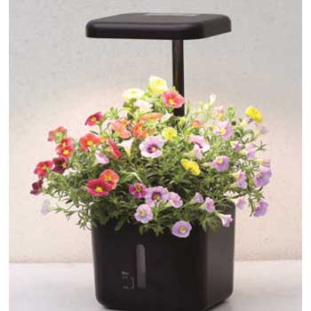 Fill Light Smart Planter